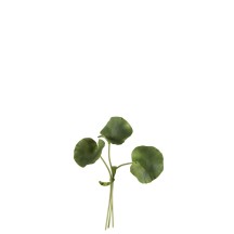 Bouquet Feuilles de Lotus plastique vert (16x12x23cm)